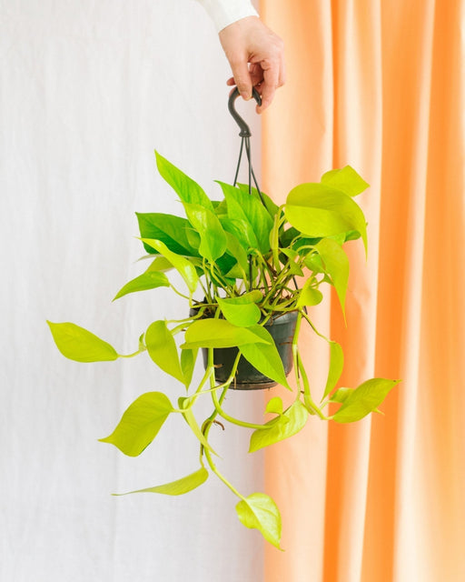 Pothos Neon Guld