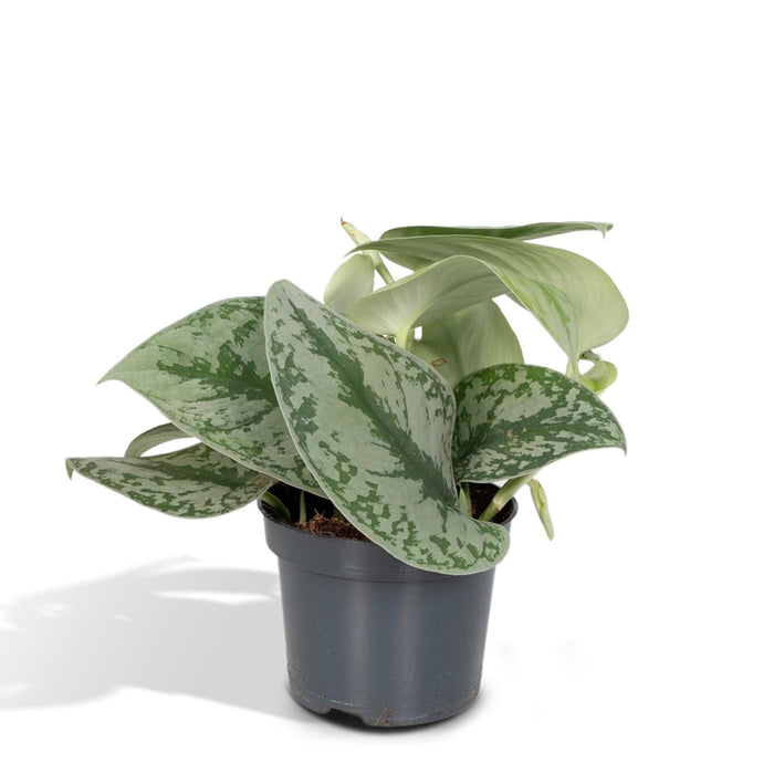 Pothos Scindapsus Pictus Epipremnum H15Cm