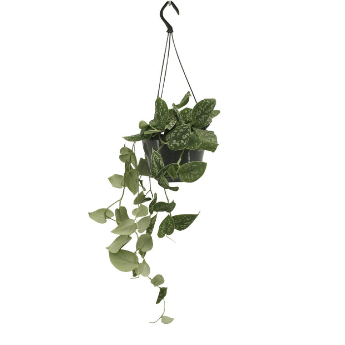 Pothos Scindapsus Pictus Epipremnum H25Cm