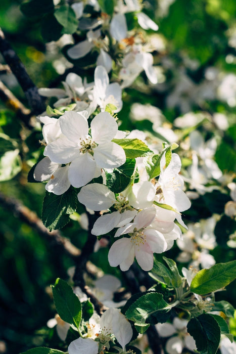 Blommetræ 'Bigreau Napoléon' - H100Cm, Ø23Cm - Stor Udendørs Plante