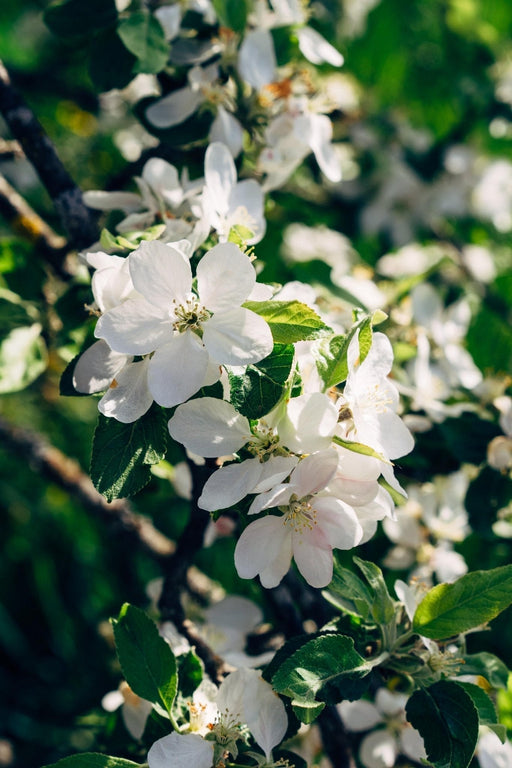 Blommetræ 'Bigreau Napoléon' - H100Cm, Ø23Cm - Stor Udendørs Plante