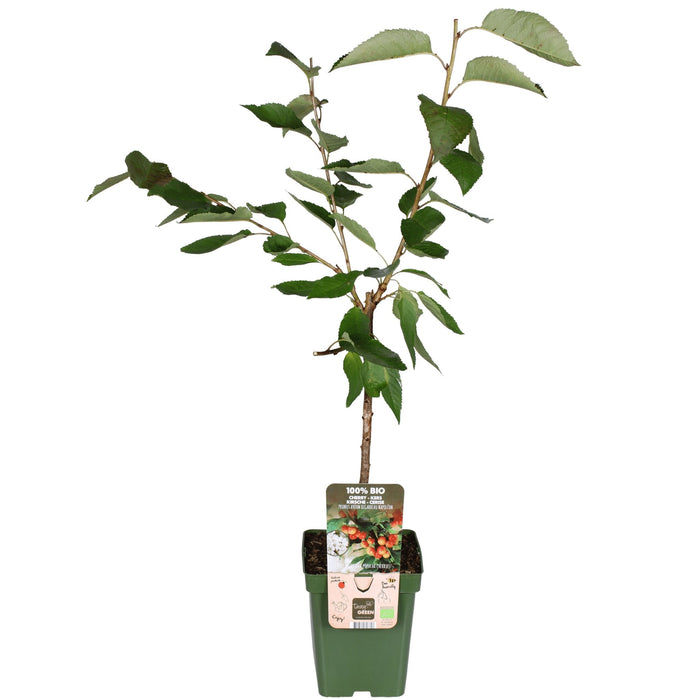 Blommetræ 'Bigreau Napoléon' - H100Cm, Ø23Cm - Stor Udendørs Plante