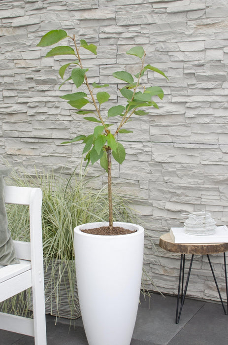 Blommetræ 'Bigreau Napoléon' - H100Cm, Ø23Cm - Stor Udendørs Plante