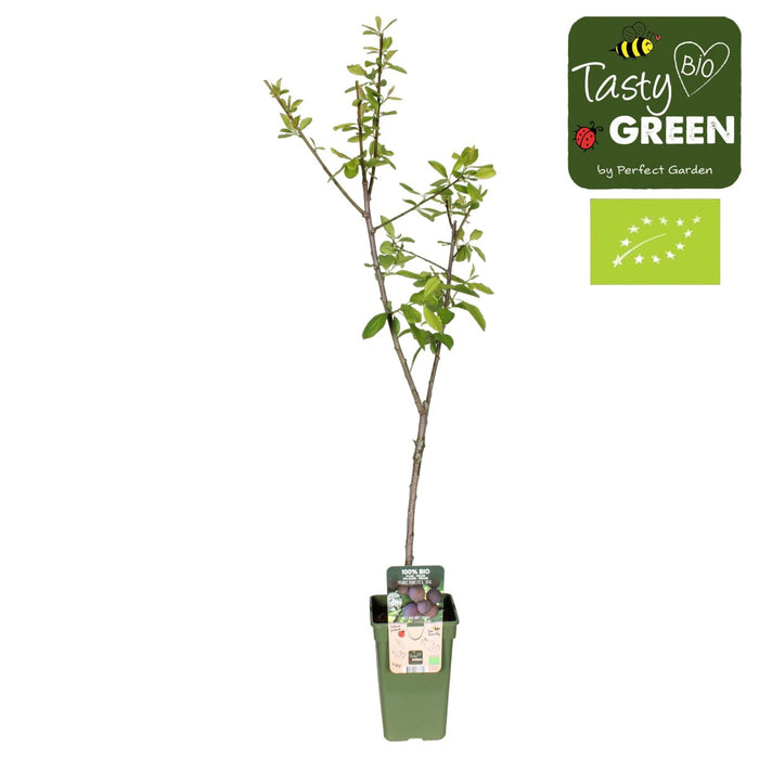 Økologisk Blomme
