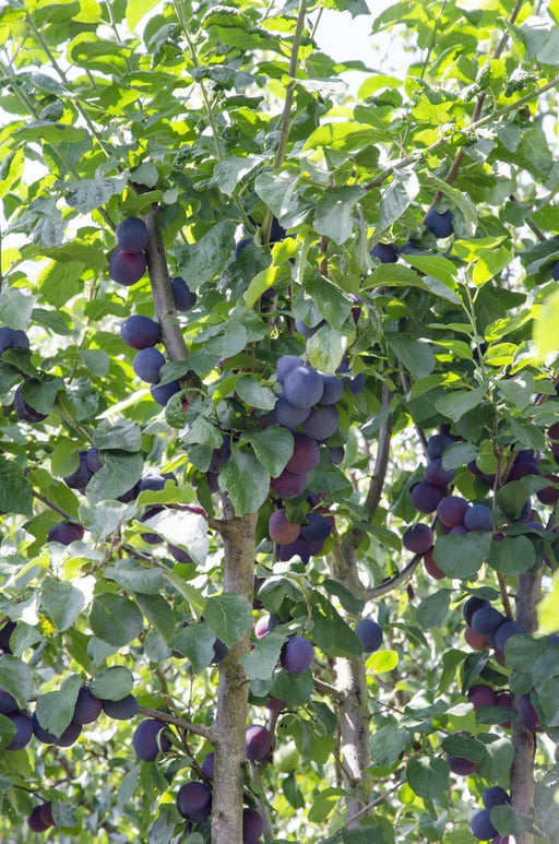 Blommetræ 'Opal' - H100Cm, Ø23Cm - Stort Udendørsanlæg