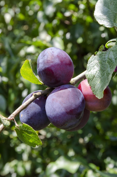 Blommetræ 'Opal' - H100Cm, Ø23Cm - Stort Udendørsanlæg