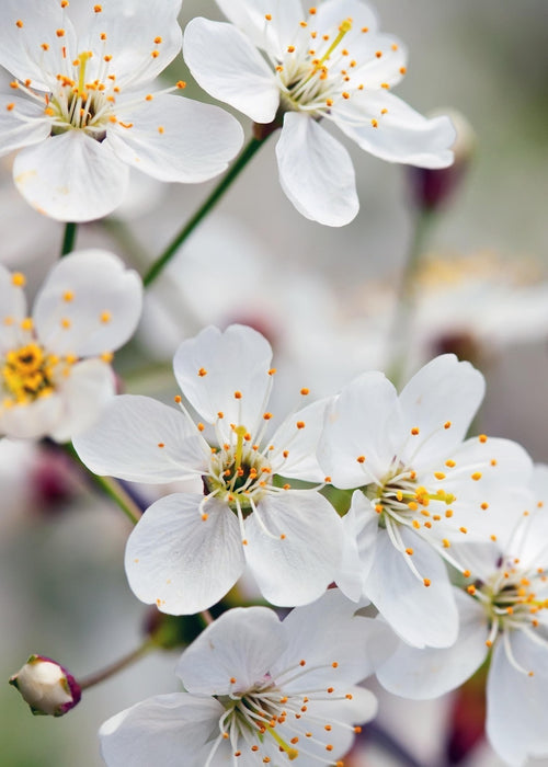 Blommetræ 'Opal' - H100Cm, Ø23Cm - Stort Udendørsanlæg