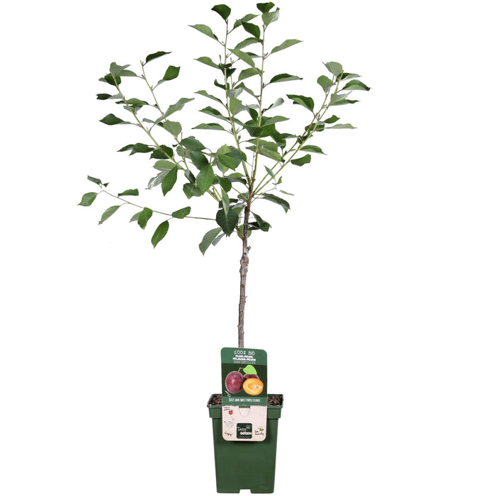 Blommetræ 'Opal' - H100Cm, Ø23Cm - Stort Udendørsanlæg