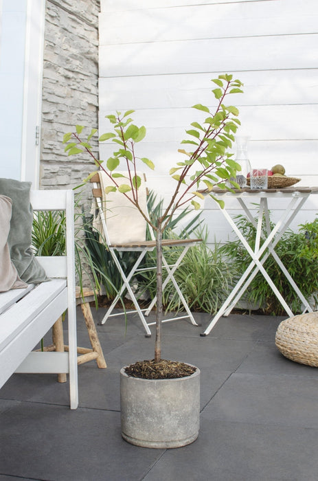 Blommetræ 'Opal' - H100Cm, Ø23Cm - Stort Udendørsanlæg