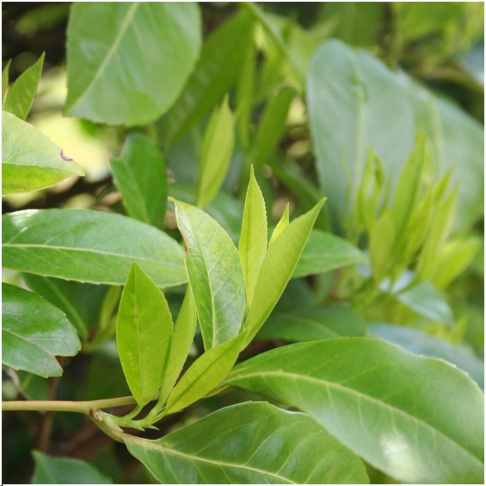 Prunus Laurocerasus 'Novita' - Sæt Med 6 Stk