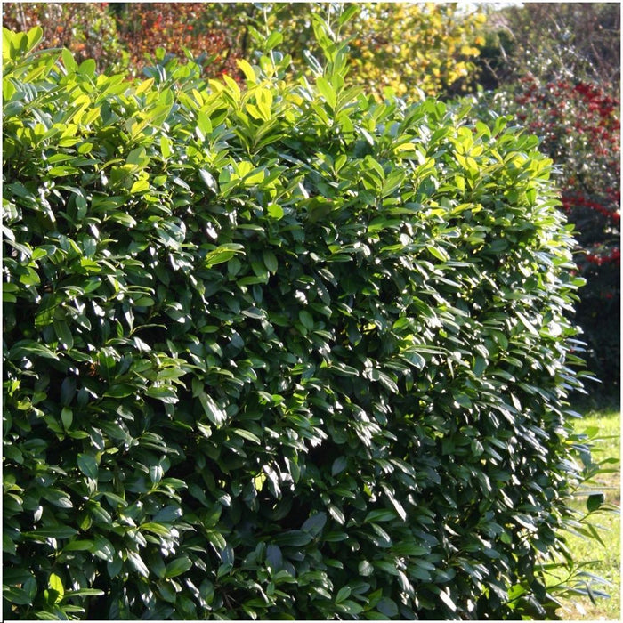 Prunus Laurocerasus 'Rotundifolia' - Sæt Med 6 Stk