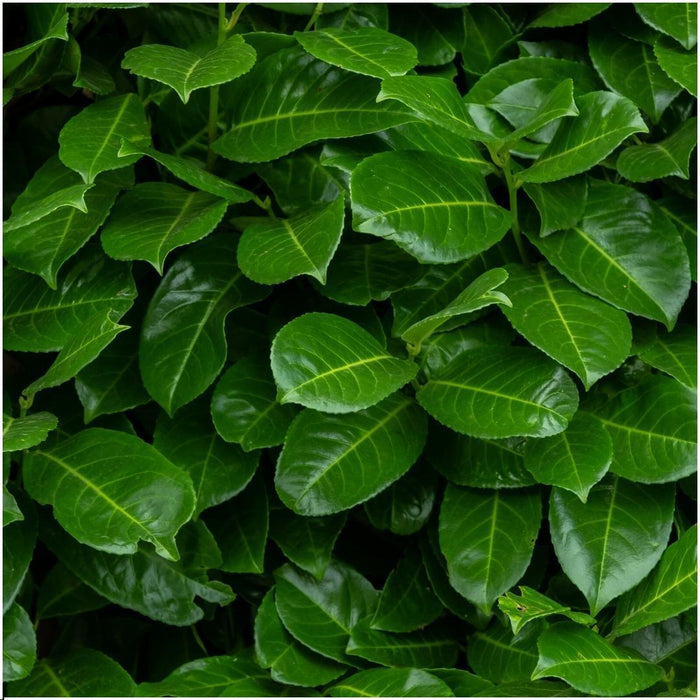 Prunus Laurocerasus 'Rotundifolia' - Sæt Med 6 Stk