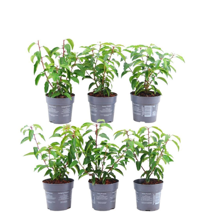 Prunus Lusitanica 'Angustifolia' - Sæt Med 6 Stk