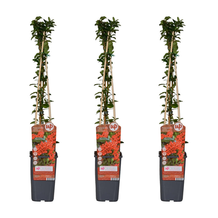 Pyracantha Coccinea 'Red Column' - Sæt Med 3
