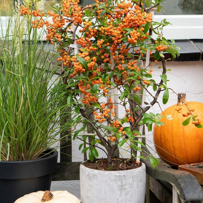 Pyracantha Coccinea Sunny Star - Sæt Med 2