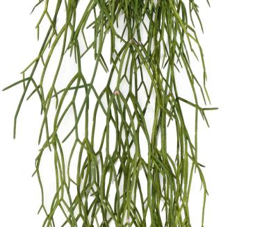 Kunstig Rhipsalis 50 Cm Til Indendørs Og Udendørs