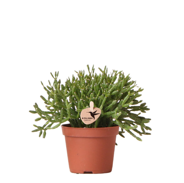 Rhipsalis Baccifera H10Cm