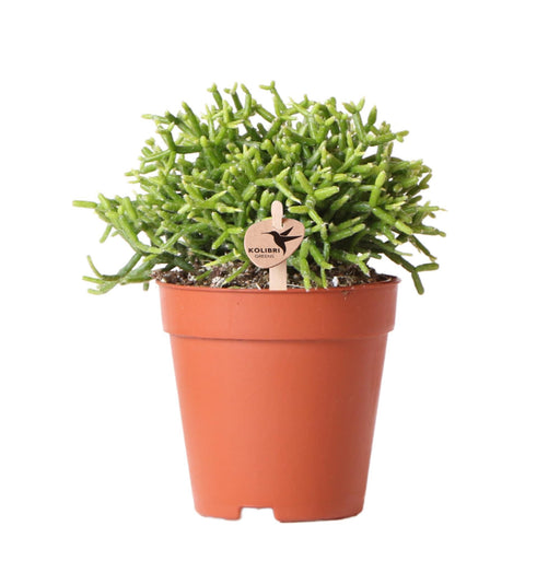 Rhipsalis Cereuscala Guld H15Cm