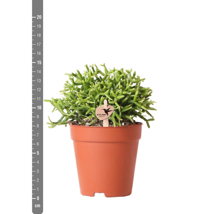 Rhipsalis Cereuscala Guld H15Cm