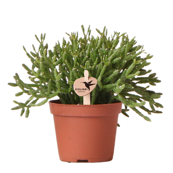 Rhipsalis Cereuscala Guld H7Cm