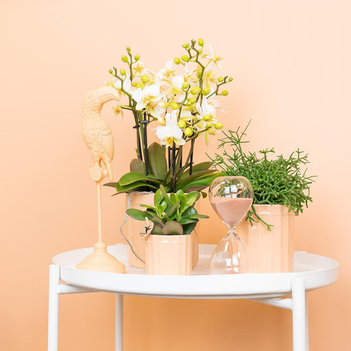 Rhipsalis Cereuscala Guld H7Cm