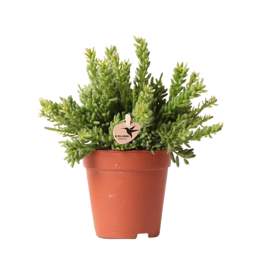 Rhipsalis Mesembryanthemoides H20Cm - Kaktus Indendørs Sukkulentplante