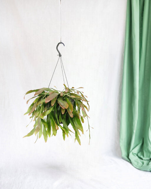 Rhipsalis Rød Koral