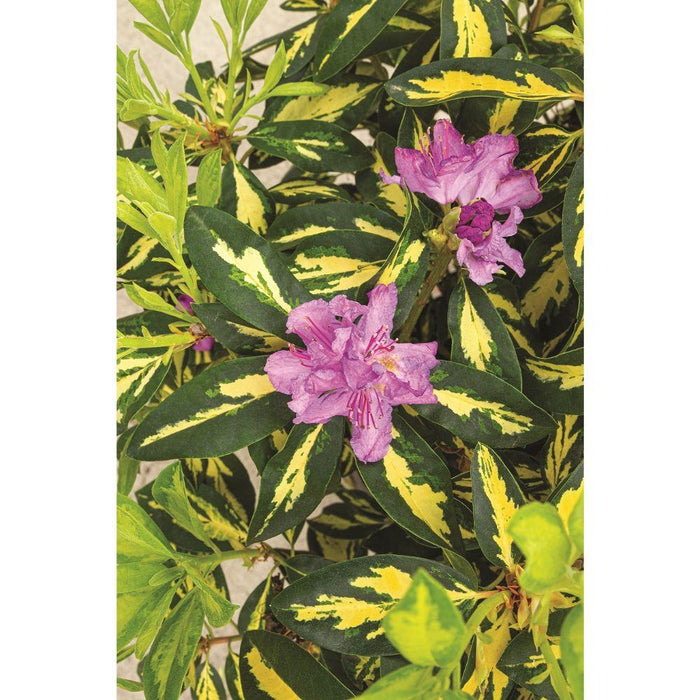 Rhododendron 'Gold Leaf' - ↨35Cm - Ø19Cm - Udendørs Plante