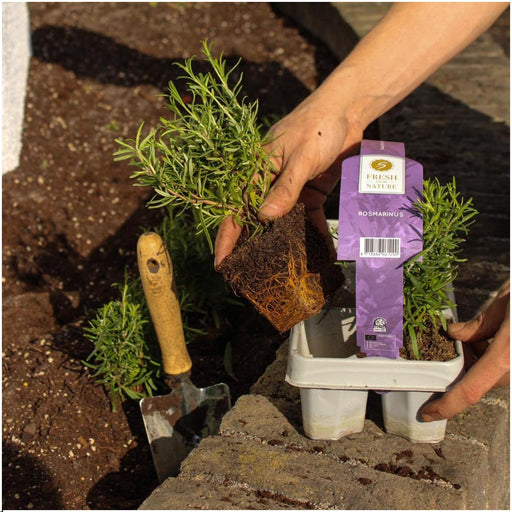 Rosmarin - 4 Pakker Af 6