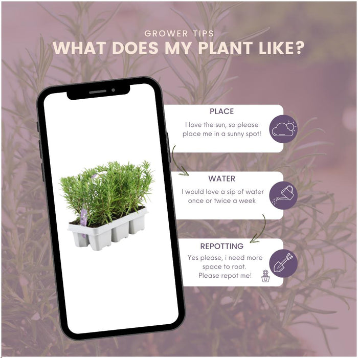 Rosmarin - 4 Pakker Af 6