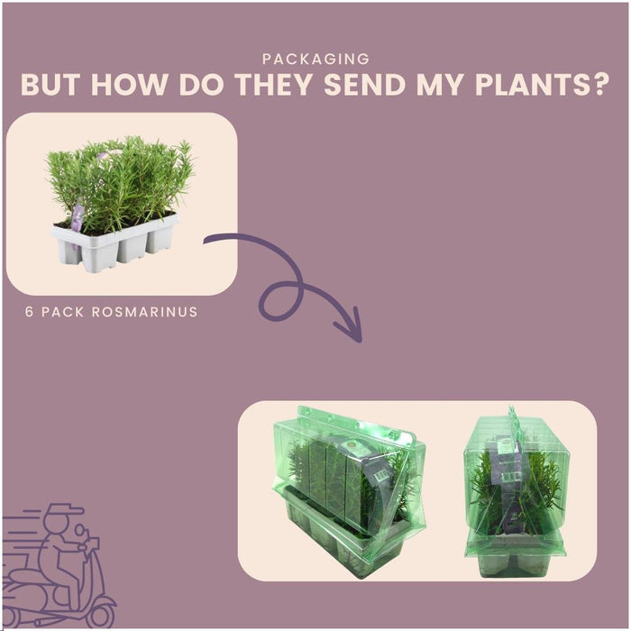 Rosmarin - 4 Pakker Af 6