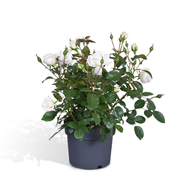 Hvid Rosenbusk - Udendørs Blomstrende Plante