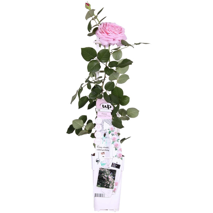 Rose Bush Crazy In Love 'Pink' - ↨65Cm - Ø15 - Udendørs Blomstrende Busk