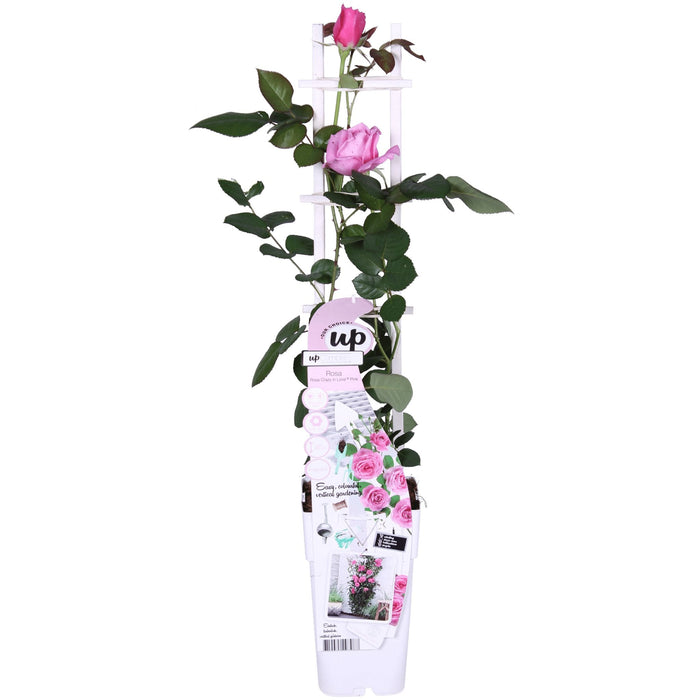 Rose Bush Crazy In Love 'Pink' - ↨65Cm - Ø15 - Udendørs Blomstrende Busk