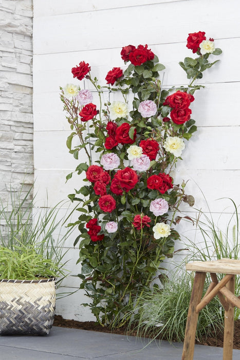 Rose Bush Crazy In Love 'Pink' - ↨65Cm - Ø15 - Udendørs Blomstrende Busk