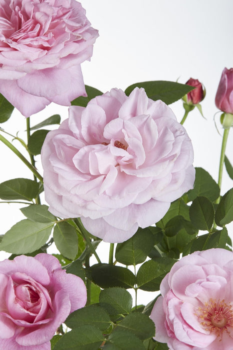 Rose Bush Crazy In Love 'Pink' - ↨65Cm - Ø15 - Udendørs Blomstrende Busk