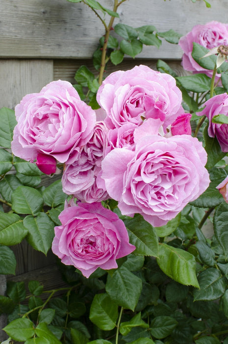 Rose Bush Crazy In Love 'Pink' - ↨65Cm - Ø15 - Udendørs Blomstrende Busk