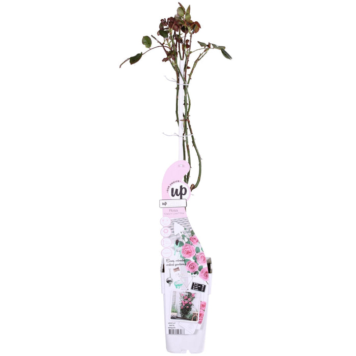 Rose Bush Crazy In Love 'Pink' - ↨65Cm - Ø15 - Udendørs Blomstrende Busk