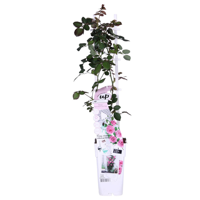Rose Bush Crazy In Love 'Pink' - ↨65Cm - Ø15 - Udendørs Blomstrende Busk