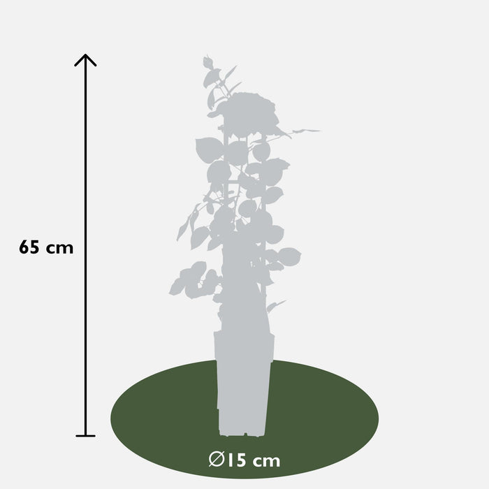 Rose Bush Crazy In Love 'Pink' - ↨65Cm - Ø15 - Udendørs Blomstrende Busk