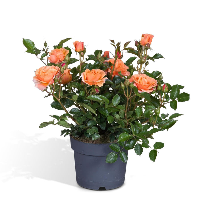 Orange Rosenbusk - Udendørs Blomstrende Plante