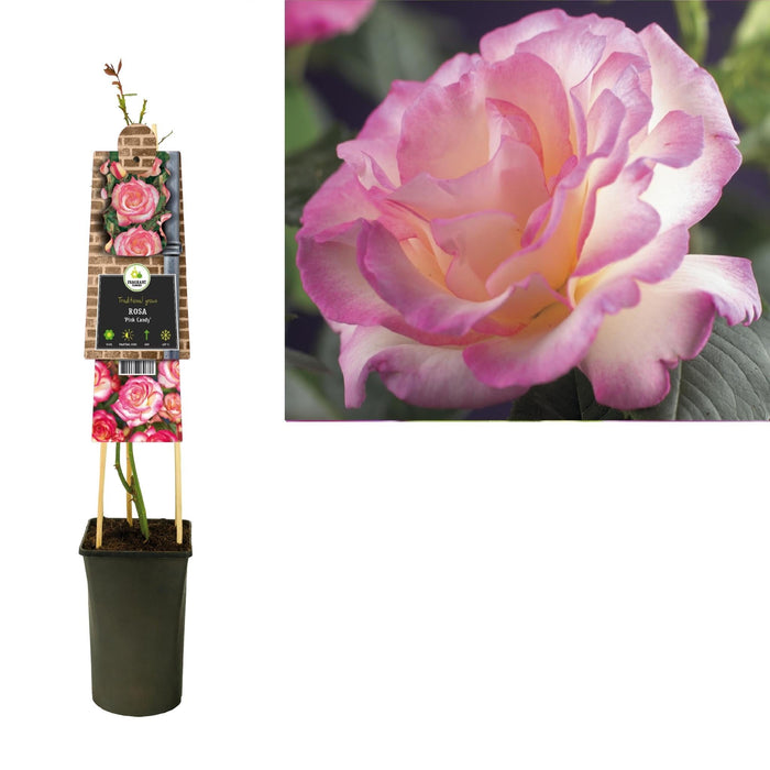 Pink Candy Rose Bush D17Cm H75Cm