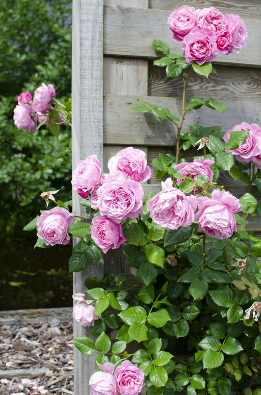 Pink Rose Bush - Sæt Med 3 - ↨65Cm - Ø15 - Udendørs Blomstrende Plante