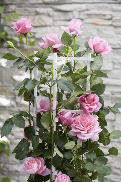 Pink Rose Bush - Sæt Med 3 - ↨65Cm - Ø15 - Udendørs Blomstrende Plante