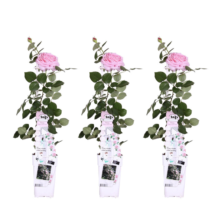 Pink Rose Bush - Sæt Med 3 - ↨65Cm - Ø15 - Udendørs Blomstrende Plante