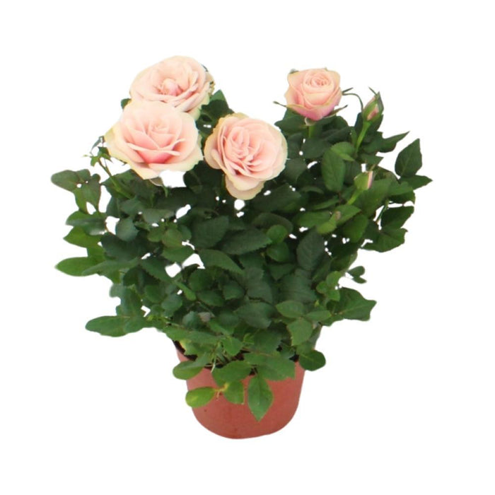 Powder Pink Rose Bush