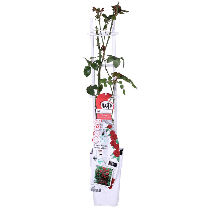 Rød Rosenbusk - ↨65Cm - Ø15 - Blomstrende Busk