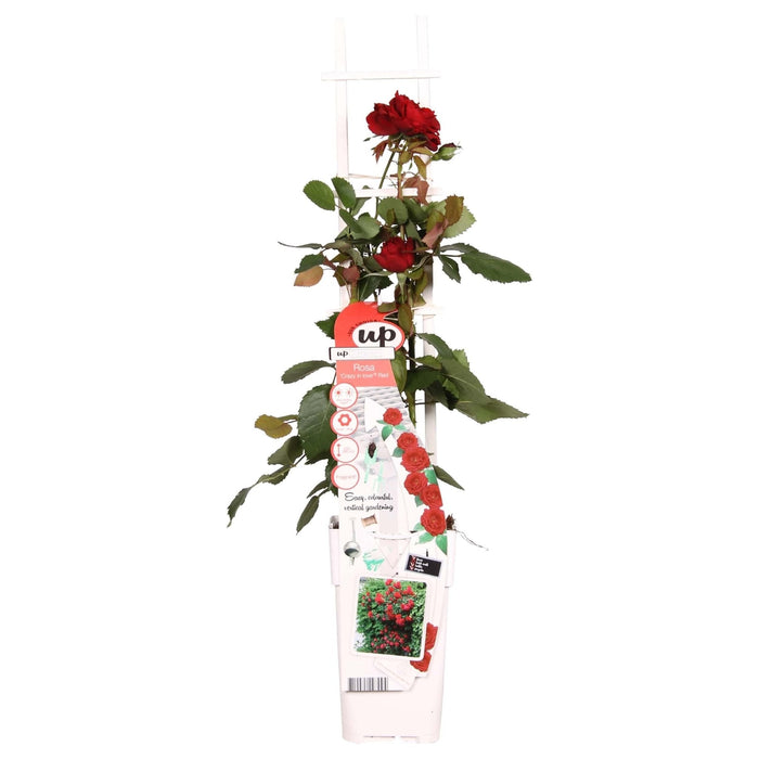 Rød Rosenbusk - ↨65Cm - Ø15 - Blomstrende Busk