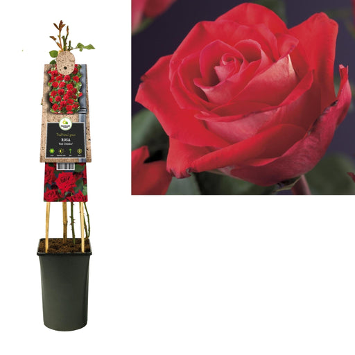 Rød Rose Bush D17Cm H75Cm