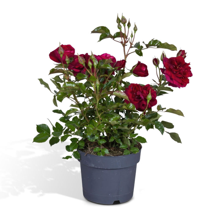 Rød Rosenbusk - Udendørs Blomstrende Plante